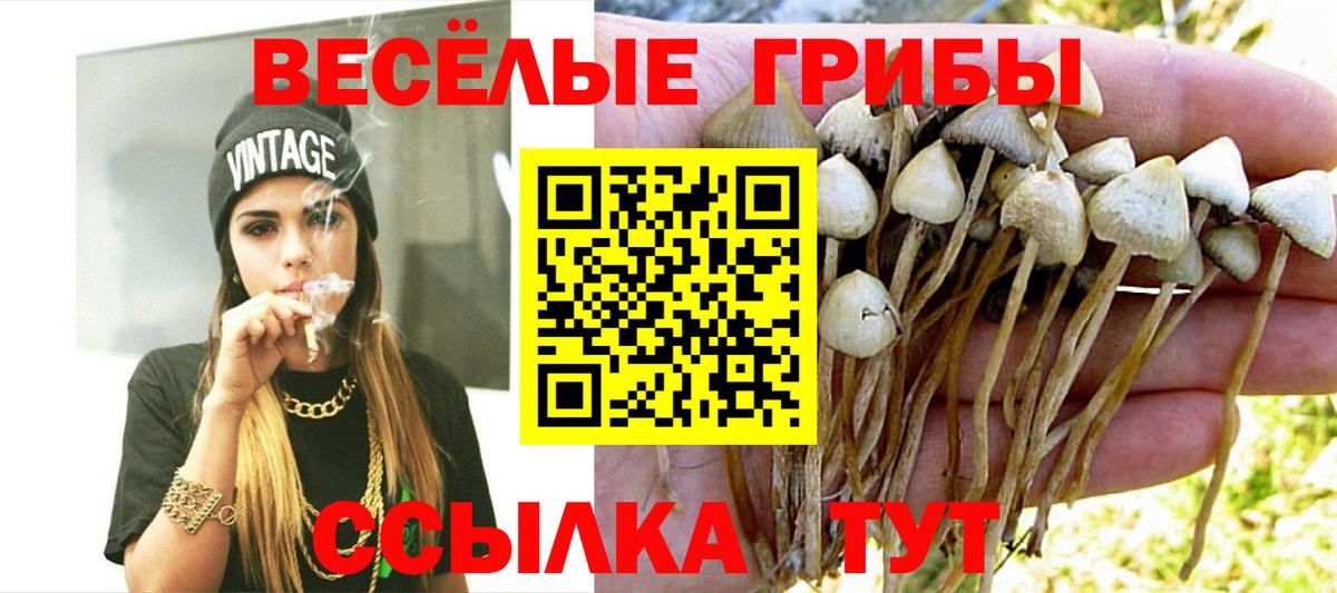 Псилоцибиновые грибы Psilocybine cubensis Сухой Лог